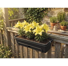 Jardinière de balcon gris foncé avec des lys jaunes, suspendue à une balustrade en bois sur une terrasse.