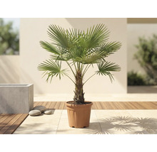 Palmier chanvre Trachycarpus fortunei dans un pot sur une terrasse lumineuse avec plancher en bois.