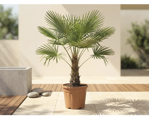 Palmier chanvre Trachycarpus fortunei dans un pot sur une terrasse lumineuse avec plancher en bois.
