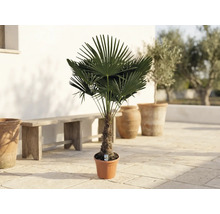 Palmier chanvre Trachycarpus fortunei en pot sur une terrasse avec un banc en bois et des jardinières en terre cuite.