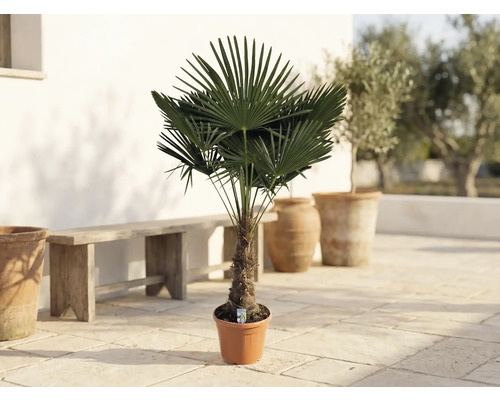 Palmier chanvre Trachycarpus fortunei en pot sur une terrasse avec un banc en bois et des jardinières en terre cuite.