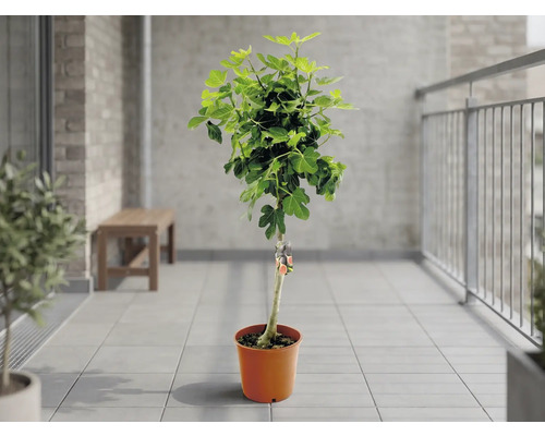 Figuier dans un pot couleur terre cuite sur un balcon carrelé et lumineux avec une rambarde en métal et un mur en briques.