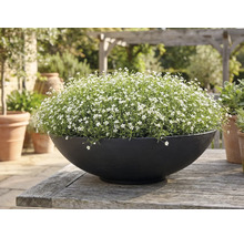 Rundes schwarzes Pflanzgefäß mit kleinen weißen Blüten auf einem rustikalen Holztisch im Garten.