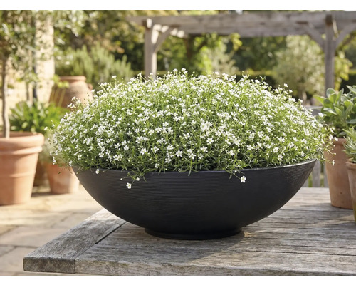 Rundes schwarzes Pflanzgefäß mit kleinen weißen Blüten auf einem rustikalen Holztisch im Garten.