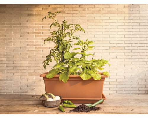 Rechteckiger Pflanzkasten in Terrakotta mit Tomaten- und Gemüsepflanzen auf einem Holztisch vor einer hellen Backsteinwand.