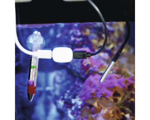 Aquarium-Thermometer und digitaler Temperaturfühler in einem Aquarium.