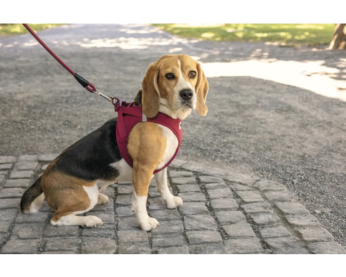 Un Beagle est assis sur un chemin pavé, portant un harnais pour chien bordeaux avec une laisse assortie.