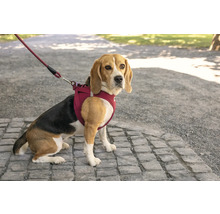 Beagle avec harnais pour chien et laisse assortie assis sur un chemin pavé à l'extérieur.