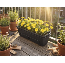 Jardinière de balcon rectangulaire gris foncé avec marguerites jaunes sur sol en bois à côté de pots en terre cuite avec lavande.