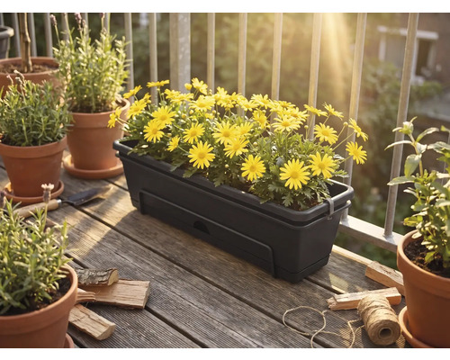 Jardinière de balcon rectangulaire gris foncé avec marguerites jaunes sur sol en bois à côté de pots en terre cuite avec lavande.