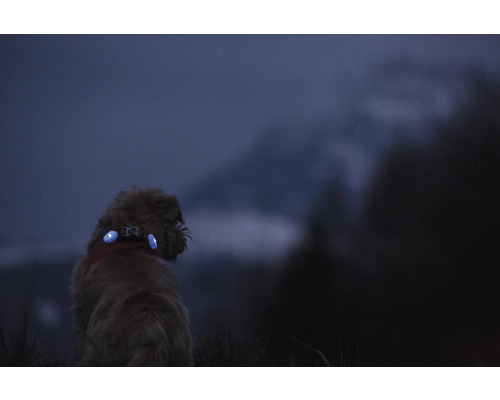 Chien portant des lampes de securite LED bleues a son collier dans l obscurite pour une meilleure visibilite.