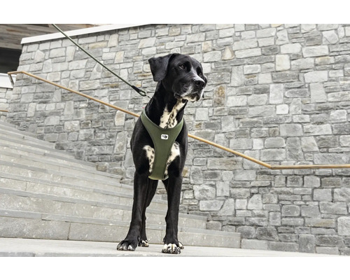 Chien noir portant un harnais pour chien vert olive et une laisse sur un escalier en pierre.