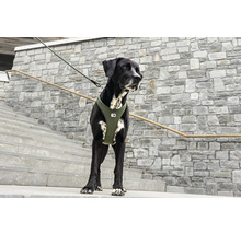 Chien noir portant un harnais pour chien vert olive et une laisse sur un escalier en pierre.