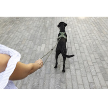 Un chien noir portant un harnais vert et tenu en laisse par une personne sur un chemin pavé.