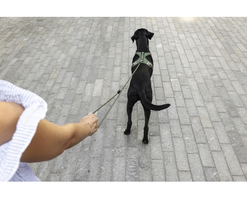 Un chien noir portant un harnais vert et tenu en laisse par une personne sur un chemin pavé.