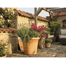 Terrasse méditerranéenne avec grand pot en terre cuite, lavande et herbes, mur en pierre, pergola en bois et mobilier de jardin.