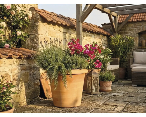 Terrasse méditerranéenne avec grand pot en terre cuite, lavande et herbes, mur en pierre, pergola en bois et mobilier de jardin.