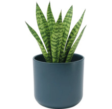 Sansevieria dans un pot en céramique bleu foncé rond. Plante d' intérieur aux feuilles dressées à motifs.