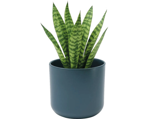 Sansevieria dans un pot en céramique bleu foncé rond. Plante d' intérieur aux feuilles dressées à motifs.