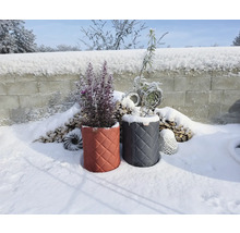 Housses de protection hivernale matelassées pour plantes dans un jardin enneigé devant un tas de bois et un mur en pierre.