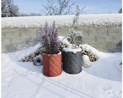 Housses de protection hivernale matelassées pour plantes dans un jardin enneigé devant un tas de bois et un mur en pierre.