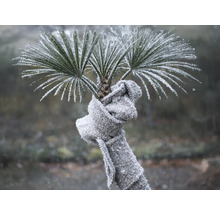 Palmier recouvert de givre avec une écharpe en tricot grise enroulée autour du tronc pour la protection hivernale.