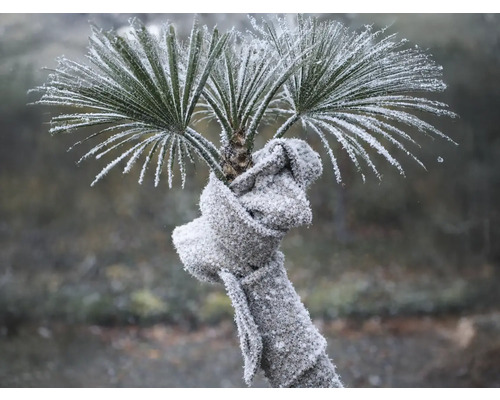 Palmier recouvert de givre avec une écharpe en tricot grise enroulée autour du tronc pour la protection hivernale.