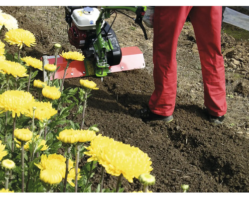 Une motobineuse Agria est utilisée pour le travail du sol dans un parterre de jardin lumineux à côté de fleurs.
