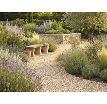 Jardin méditerranéen avec un chemin de gravier sinueux, de la lavande, des graminées ornementales, un banc en pierre et un muret en pierre sèche.