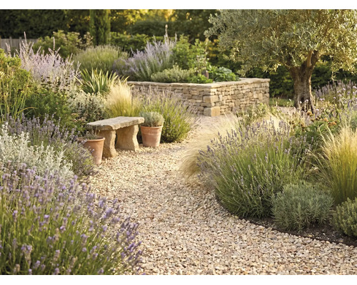 Jardin méditerranéen avec un chemin de gravier sinueux, de la lavande, des graminées ornementales, un banc en pierre et un muret en pierre sèche.