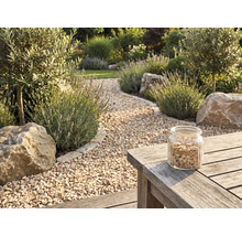 Allée de jardin en gravier beige bordée de lavande, d'oliviers et de rochers, avec un bocal de gravier sur une table en bois.