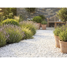 Heller Gaartewee aus wäissen Zierkisel mat Lavendel, Terrakotta-Planzendëppen an enger Steemauer am Hannergrond.