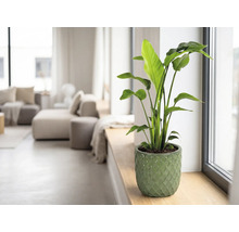 Zimmerpflanze Strelitzia im grünen Keramiktopf auf einer Fensterbank in einem hellen Wohnzimmer.