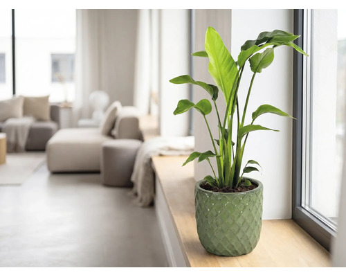 Zimmerpflanze Strelitzia im grünen Keramiktopf auf einer Fensterbank in einem hellen Wohnzimmer.