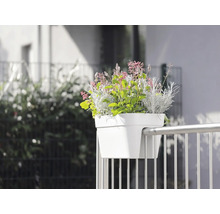 Jardinière de balcon blanche avec diverses plantes fixée à une rambarde métallique.