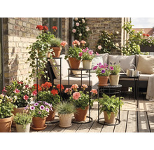 Balcon aménagé avec parquet en bois, mur en briques et plantes en pots sur des supports noirs devant un coin salon de style clair et organisé.