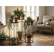 Trois supports pour plantes en métal noir de différentes hauteurs avec diverses plantes d'intérieur dans un salon lumineux.
