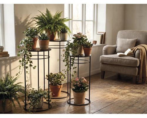 Trois supports pour plantes en métal noir de différentes hauteurs avec diverses plantes d'intérieur dans un salon lumineux.