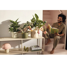 Étagère métallique moderne avec des plantes d'intérieur dans des pots hexagonaux, une lampe champignon et un homme lisant dans les escaliers.