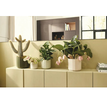Diverses plantes d'intérieur dans des cache-pots sur un buffet clair, dont un cactus et une Medinilla aux fleurs pendantes.