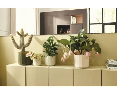 Diverses plantes d'intérieur dans des cache-pots sur un buffet clair, dont un cactus et une Medinilla aux fleurs pendantes.