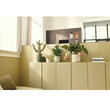 Intérieur de salon lumineux et organisé avec diverses plantes d'intérieur dans des cache-pots posés sur un buffet bas à côté d'une pile de livres.
