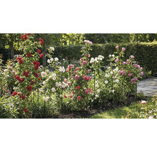 Fünf schwarze Rankgitter aus Metall mit Rundbogen, bepflanzt mit roten, rosa und weißen Kletterrosen in einem Garten.