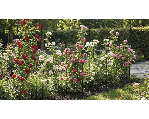 Fünf schwarze Rankgitter aus Metall mit Rundbogen, bepflanzt mit roten, rosa und weißen Kletterrosen in einem Garten.
