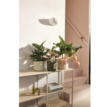 Étagère métallique moderne avec plantes d intérieur en pots de céramique et livres dans un espace de vie lumineux et ordonné.