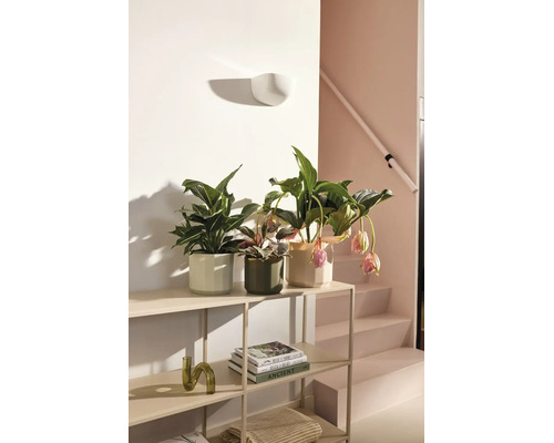 Étagère métallique moderne avec plantes d intérieur en pots de céramique et livres dans un espace de vie lumineux et ordonné.