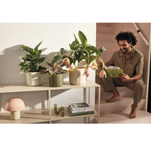Un homme lit sur un escalier à côté d'une étagère en métal moderne avec des plantes d'intérieur, une lampe champignon et de la décoration.