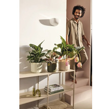 Trois différentes plantes d intérieur dans des cache-pots décoratifs sur une étagère métallique à côté d un escalier dans un intérieur clair.
