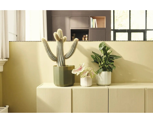 Trois plantes d'intérieur, dont un cactus et des variétés feuillues, dans des pots en céramique facettés sur un buffet clair.