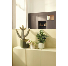 Trois plantes d'intérieur, dont un cactus et des plantes vertes, dans des pots sur un meuble dans une pièce lumineuse et moderne.